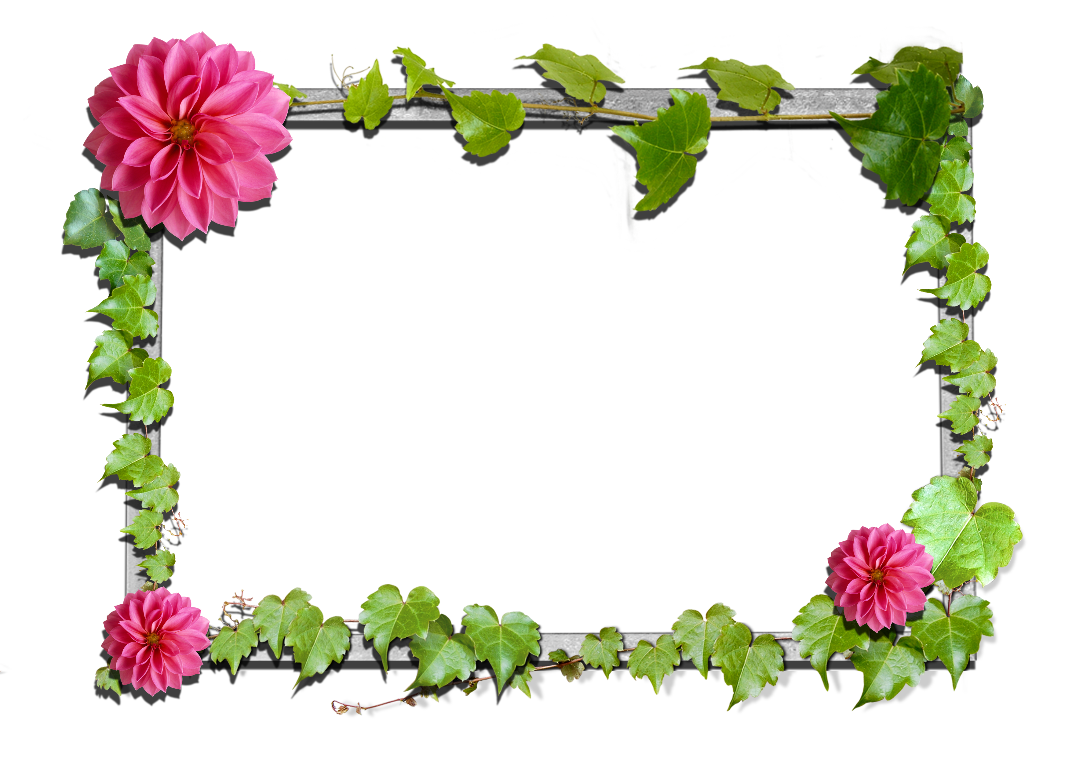 Flower Photo Frame Picture / Transparent Soft Pink Flowers Frame